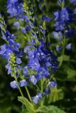 Veronica teucrium. Соцветие. Владимирская обл., Ковровский р-н, окр. дер. Митино, поле. 24.06.2013.