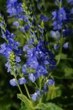 Veronica teucrium