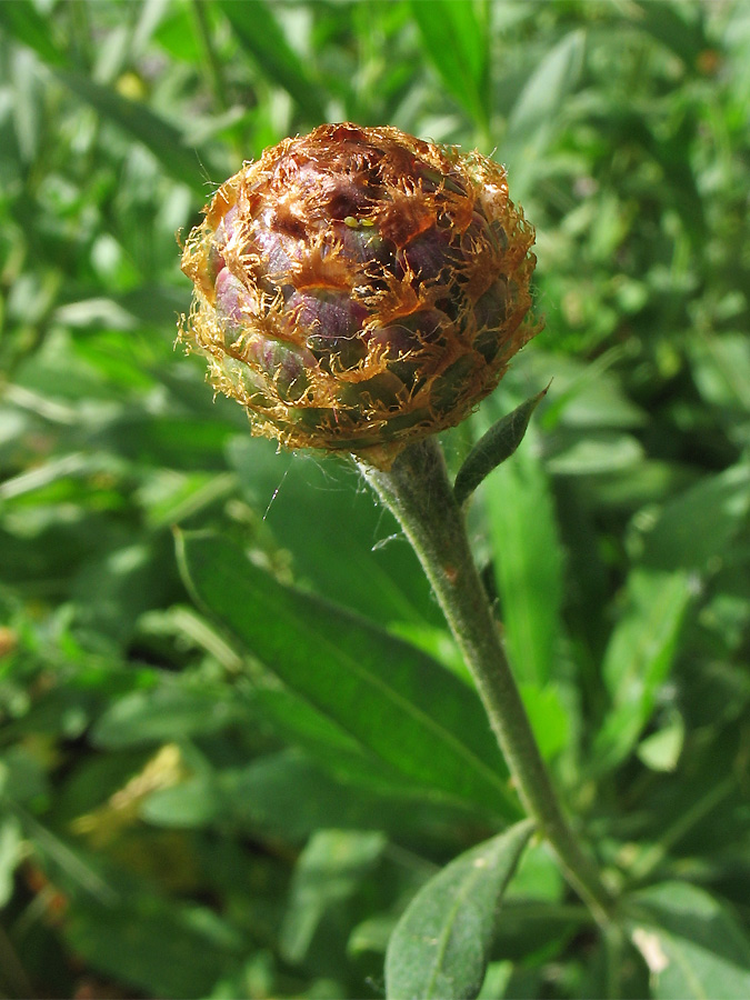 Изображение особи Cheirolophus canariensis ssp. subexpinnatus.