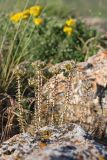 genus Pseudosedum. Отцветающие растения. Южный Казахстан, горы Каракус. 16.05.2013.