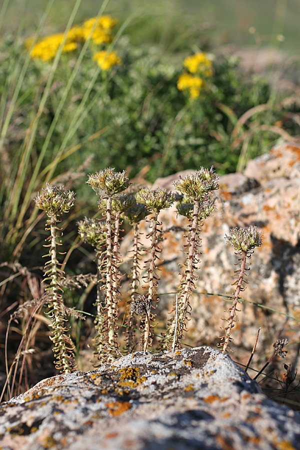 Изображение особи род Pseudosedum.