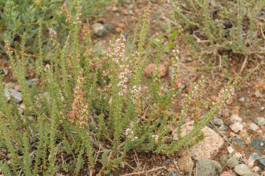 Image of Reaumuria songarica specimen.