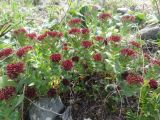 Rhodiola integrifolia. Куртина цветущих растений. Чукотский автономный округ, Чукотский р-н, окр. села Лорино. 19 июня 2013 г.