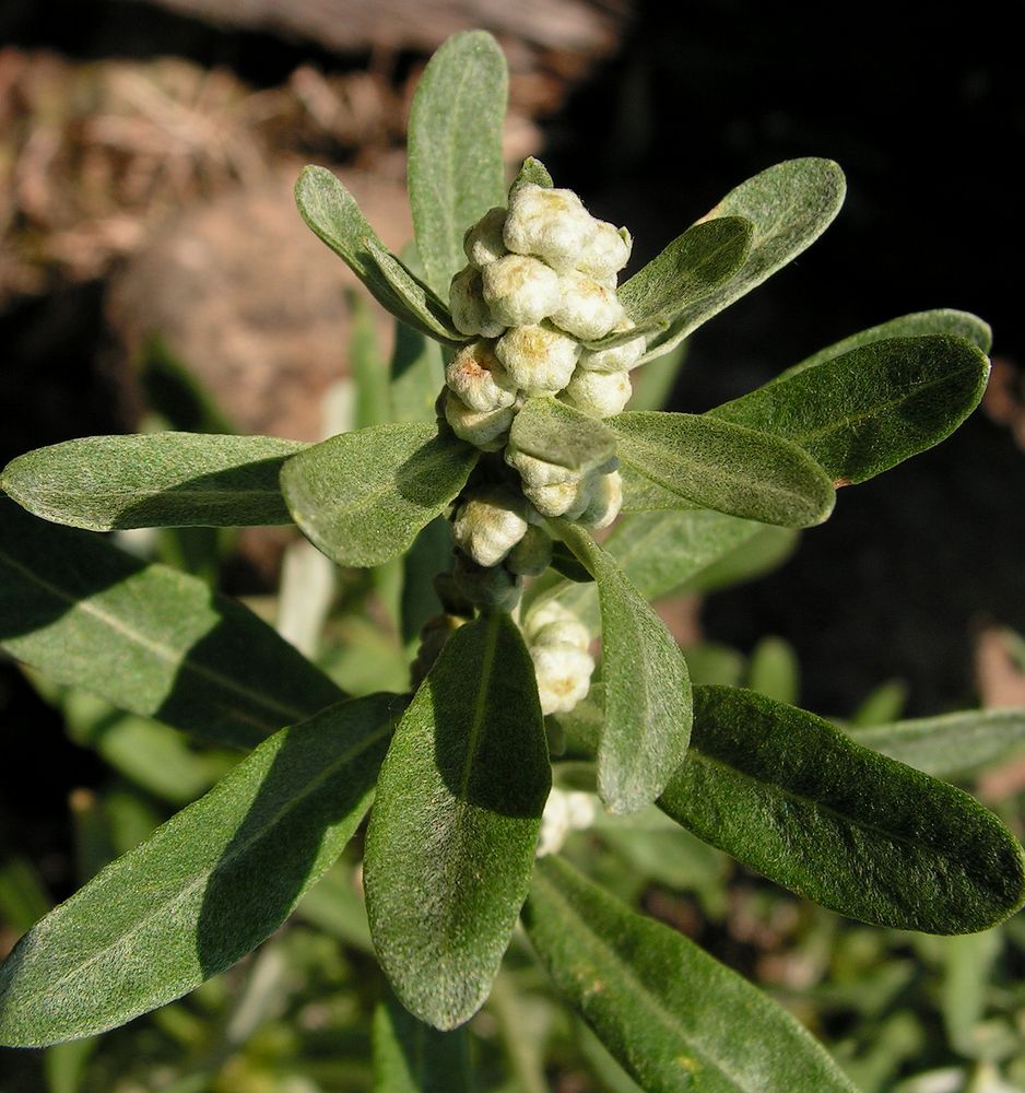 Изображение особи Artemisia lagocephala.