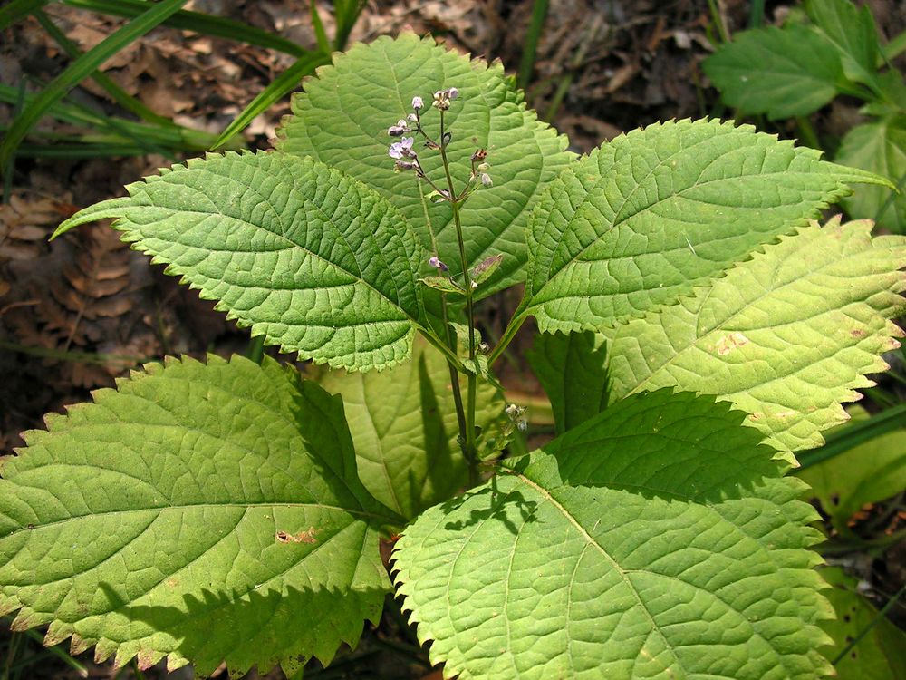 Изображение особи Isodon japonicus var. glaucocalyx.