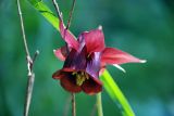 Aquilegia atrovinosa