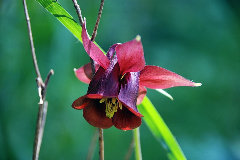 Изображение особи Aquilegia atrovinosa.