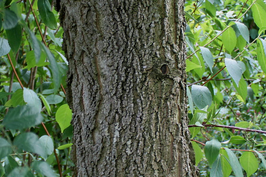 Image of Celtis biondii specimen.