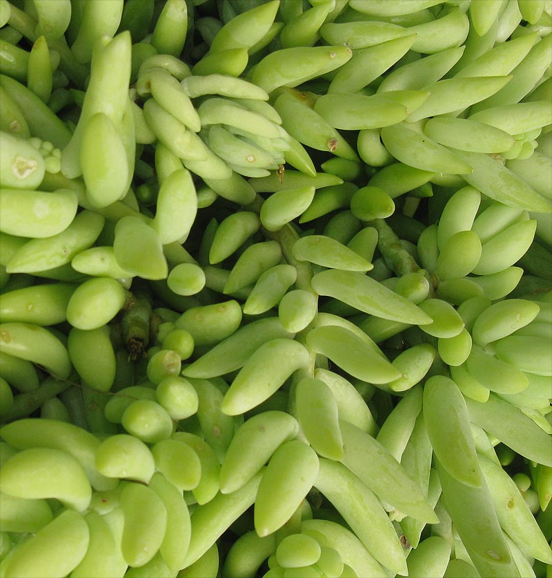 Image of Sedum morganianum specimen.