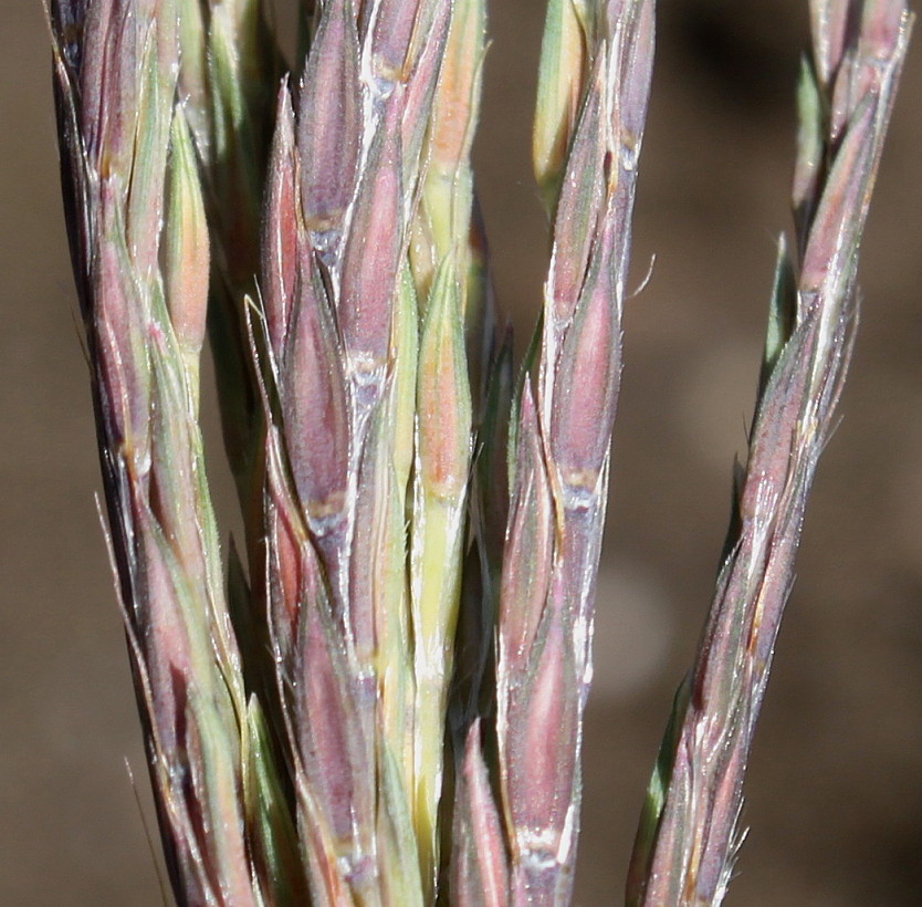 Изображение особи Andropogon gerardii.