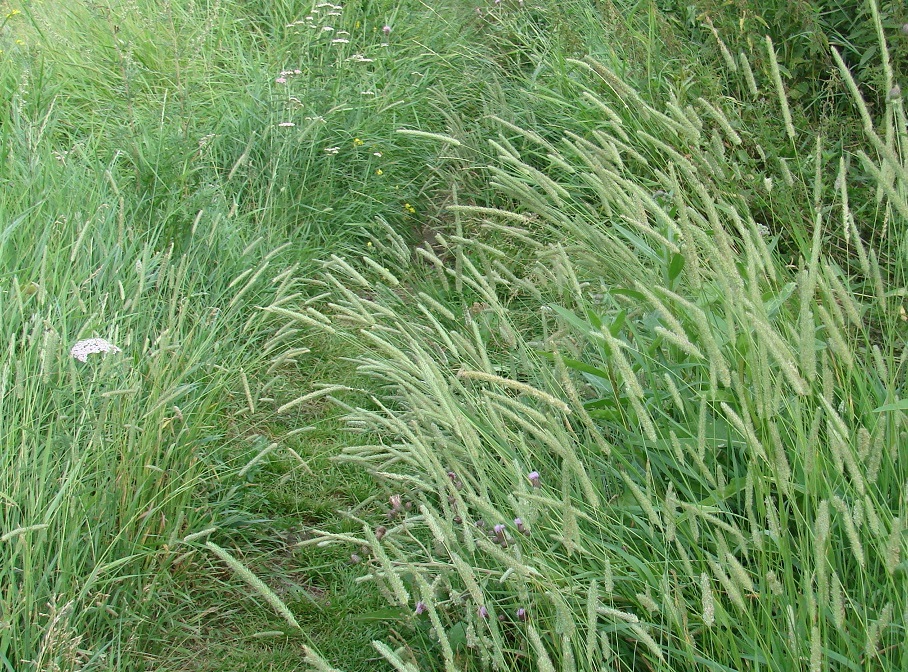 Image of genus Phleum specimen.