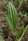 Plantago urvillei