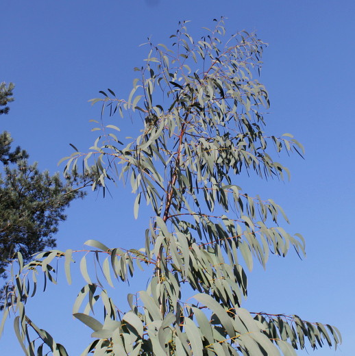 Изображение особи Eucalyptus perriniana.