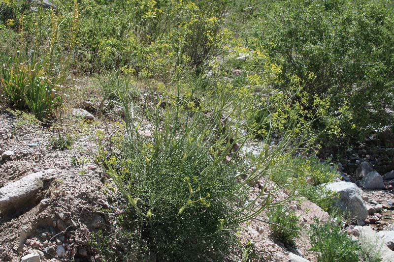 Image of Ferula tschimganica specimen.