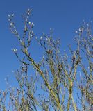 Magnolia × soulangeana. Ветки верхней части кроны с бутонами и распускающимися вегетативными почками ('Lennei'). Германия, г. Дюссельдорф, Ботанический сад университета. 10.03.2014.