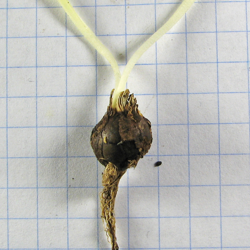 Image of Gagea podolica specimen.
