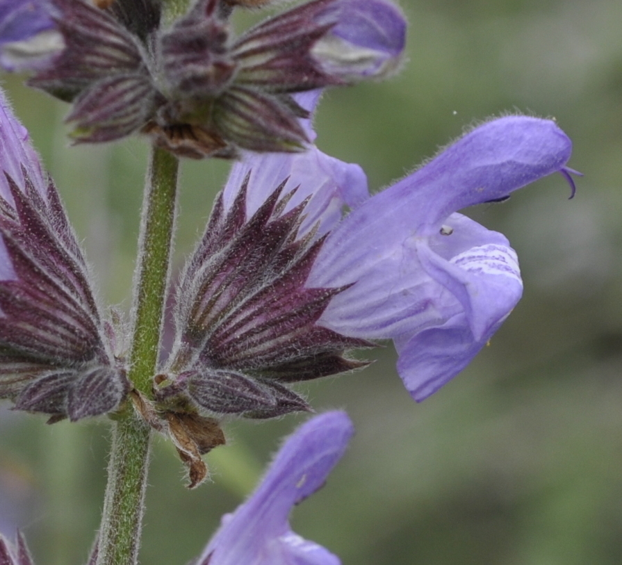 Image of Salvia officinalis specimen.