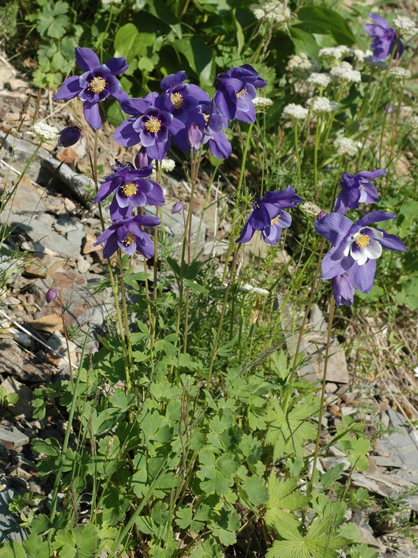 Image of Aquilegia jucunda specimen.