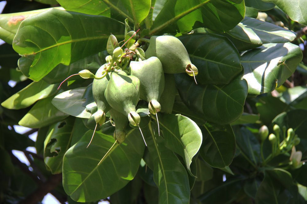 Image of Barringtonia asiatica specimen.