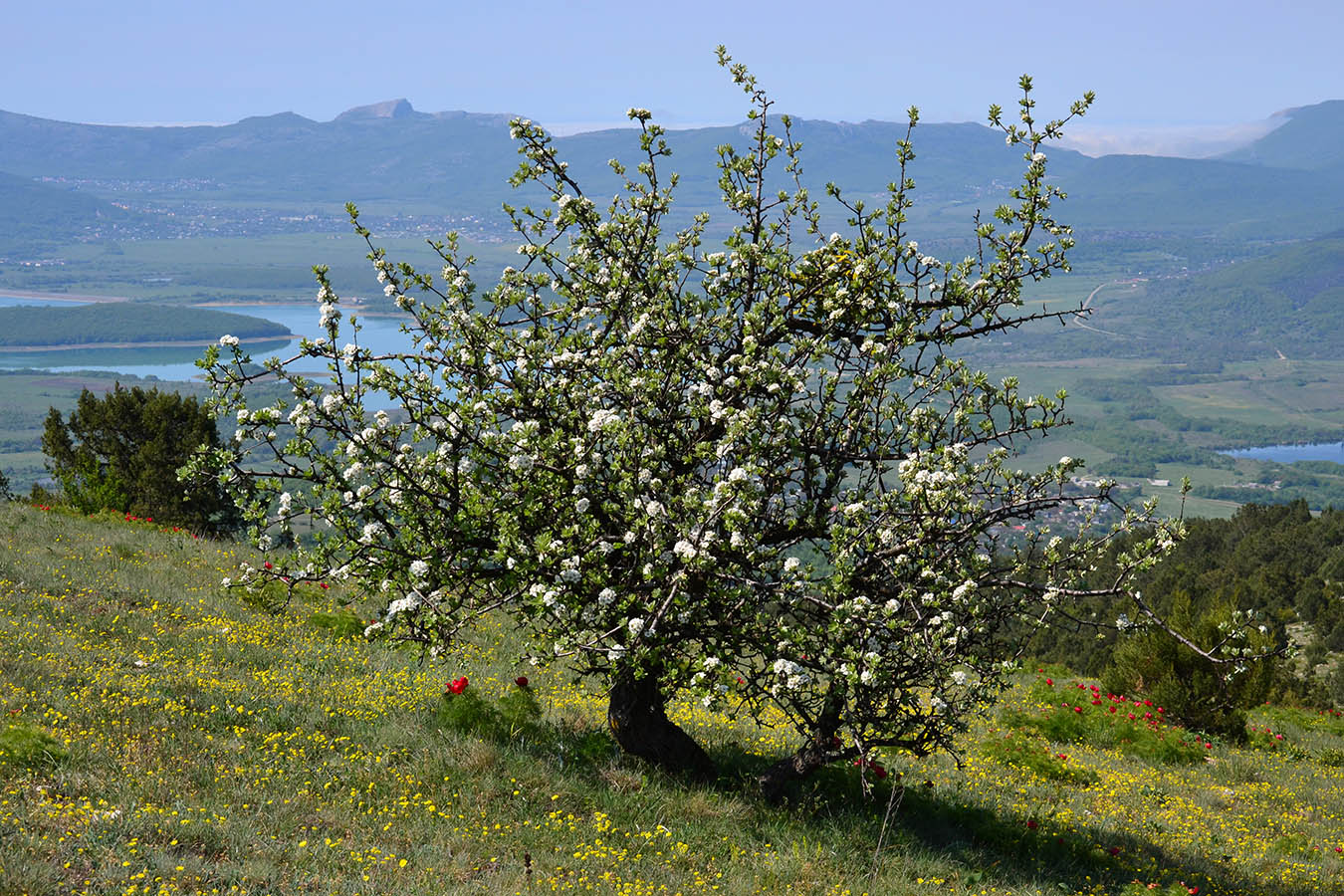 Изображение особи Pyrus elaeagrifolia.