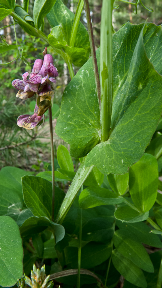 Изображение особи Lathyrus pisiformis.