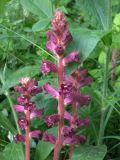 Orobanche laxissima