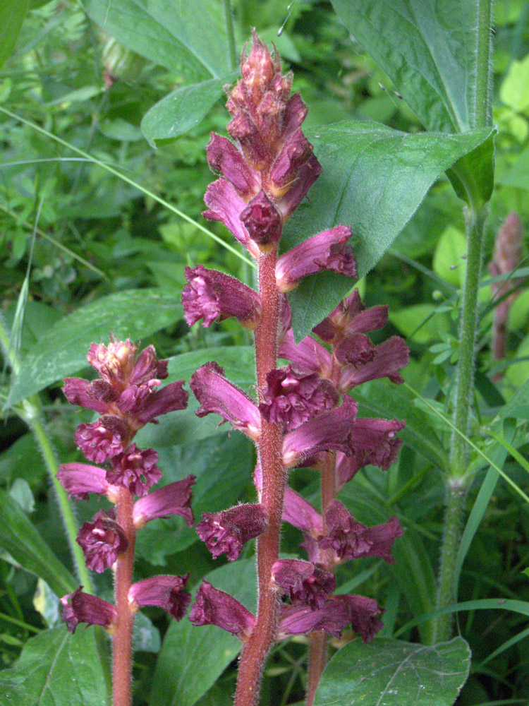 Изображение особи Orobanche laxissima.