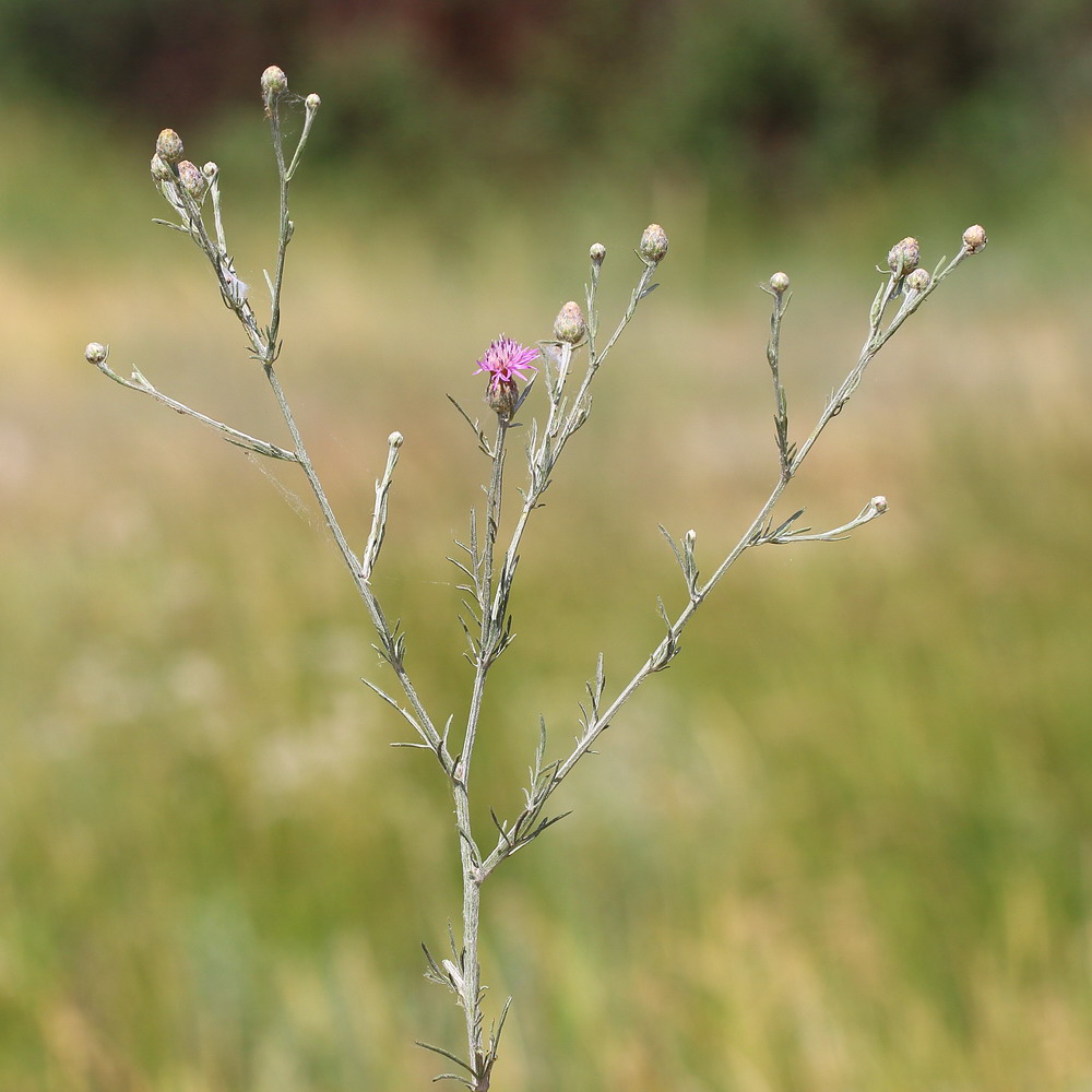 Image of Centaurea majorovii specimen.