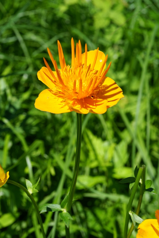 Image of Trollius macropetalus specimen.