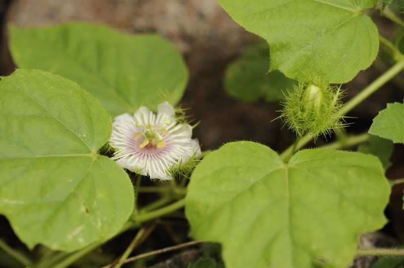 Image of Passiflora foetida specimen.