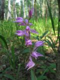 Cephalanthera rubra