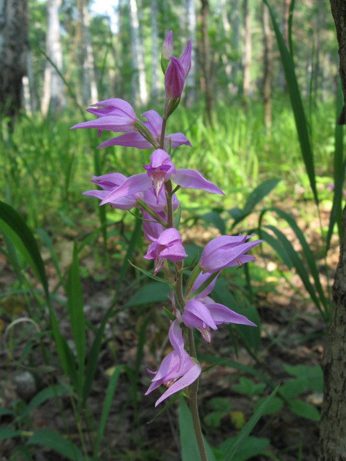 Image of Cephalanthera rubra specimen.