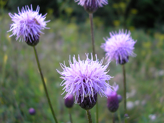 Image of Cirsium setosum specimen.