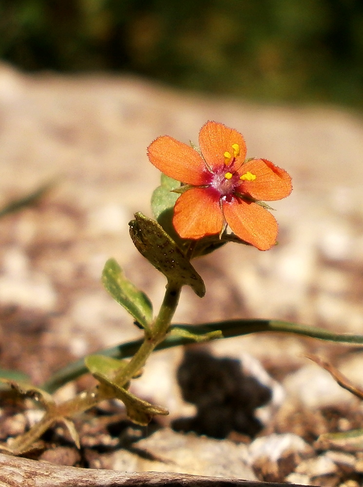 Image of Anagallis arvensis specimen.