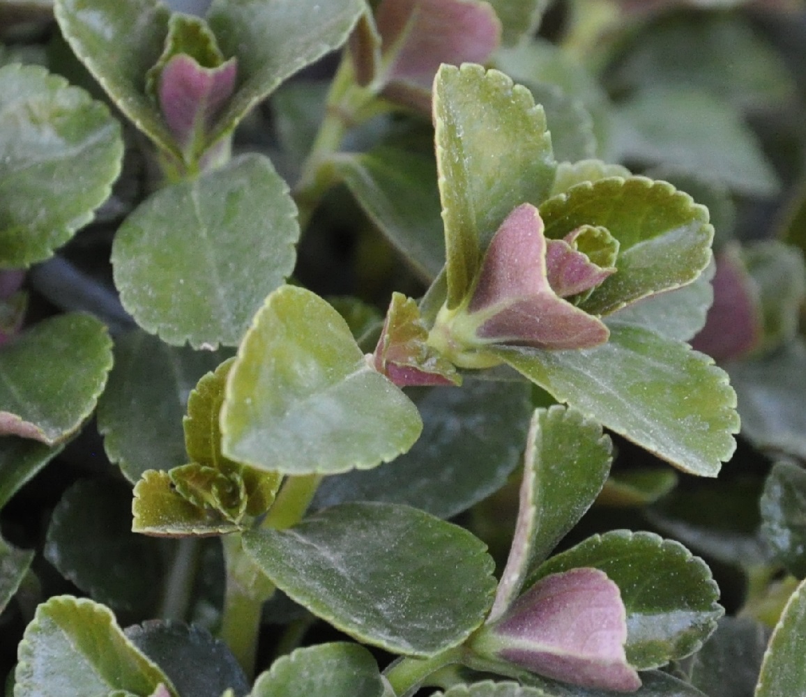 Image of Pilea depressa specimen.