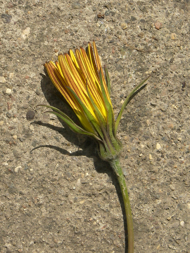 Изображение особи Tragopogon filifolius.