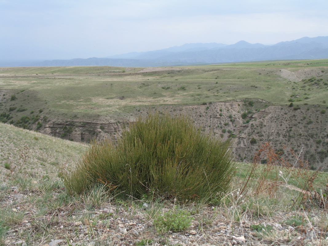 Image of Ephedra equisetina specimen.