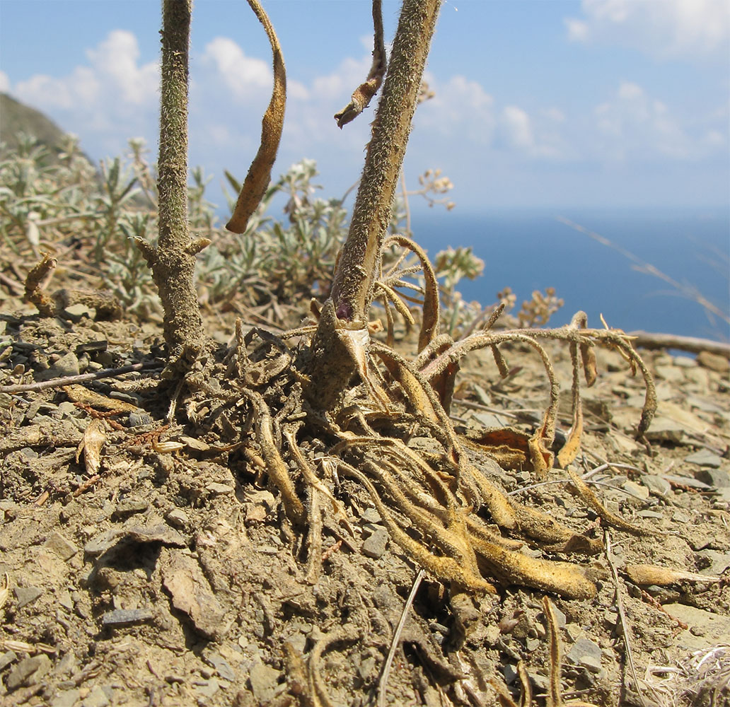 Изображение особи Silene chersonensis.