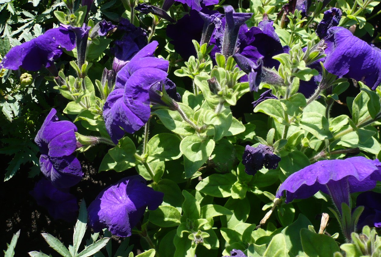 Image of Petunia × atkinsiana specimen.