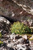 Diapensia lapponica