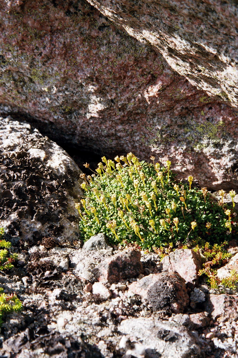 Image of Diapensia lapponica specimen.