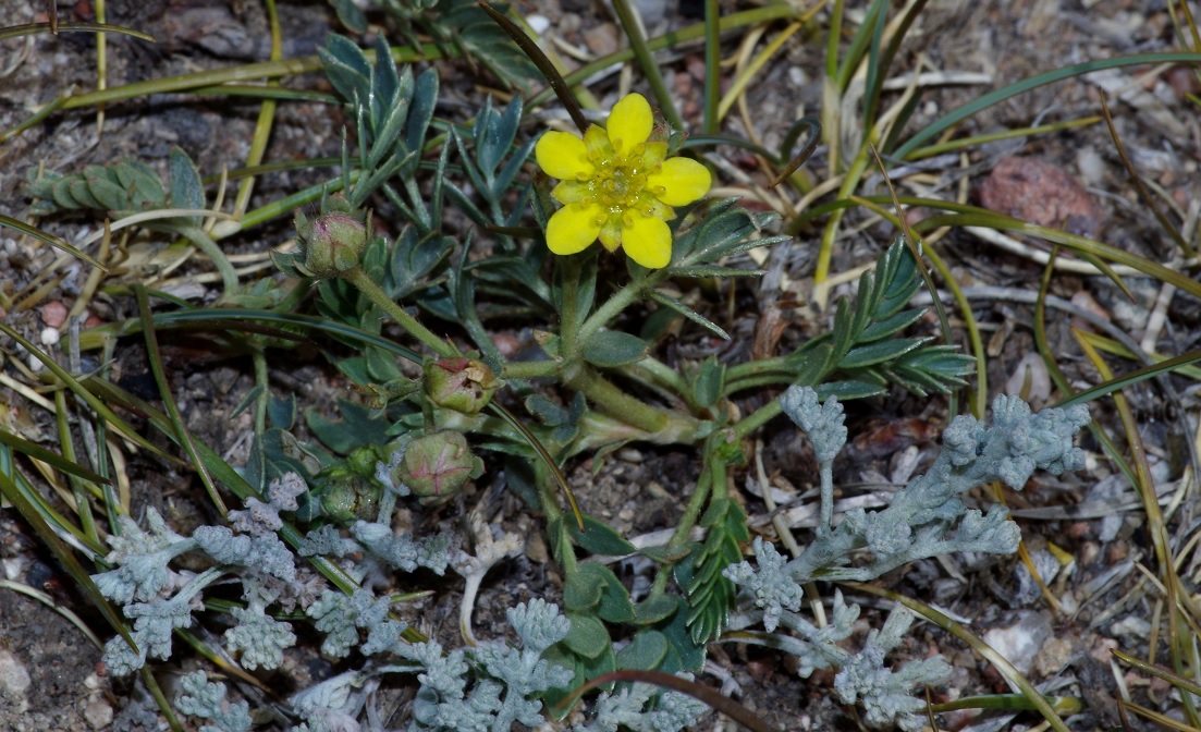 Image of Potentilla orientalis specimen.