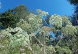 View full-size image Angelica pachyptera