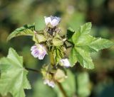 Malva verticillata разновидность neuroloma. Верхушка цветущего растения. Амурская обл., г. Благовещенск. 21.09.2014.