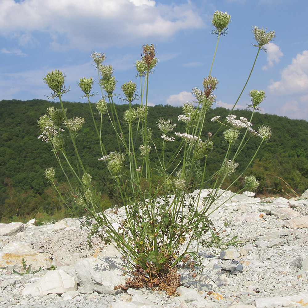 Изображение особи Daucus carota.