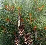 Pinus strobus. Часть ветви с шишками ('Nana'). Германия, г. Дюссельдорф, Ботанический сад университета. 05.09.2014.