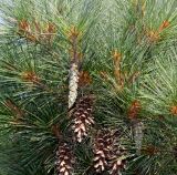 Pinus strobus