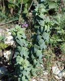 Linaria genistifolia