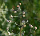 Erigeron acris. Верхушка цветущего растения. Московская обл., Раменский р-н, окр. ж.-д. платформы Хрипань, залежь. 20.06.2014.