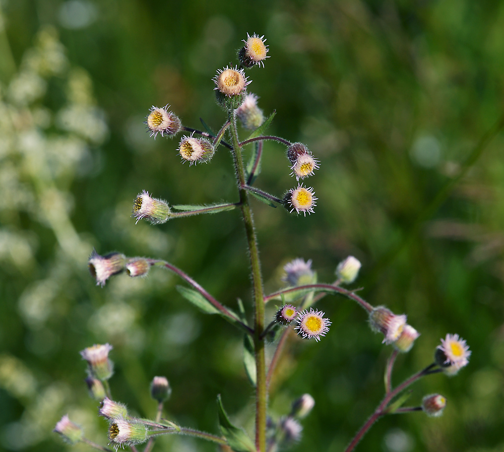 Изображение особи Erigeron acris.